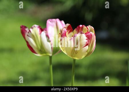 Nahaufnahme von zwei wunderschönen viridiflora-Tulpen der Sorte Groenland mit einer interessanten Farbvariante in Rosa und cremigem weiß gegen eine grüne Unschärfe Stockfoto