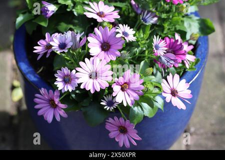 Nahaufnahme von schönen sonnendurchfluteten, violetten Osteospermumblüten in einem blauen Topf Stockfoto