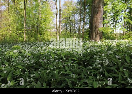 Weitwinkelaufnahme blühender wilder Knoblauchpflanzen, die auf einem schattigen Waldgebiet wachsen Stockfoto