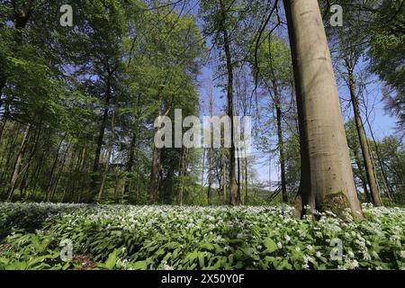 Ein Teppich aus wildem Knoblauch in Blüte bedeckt den sonnendurchfluteten Waldboden, Weitwinkelaufnahme Stockfoto