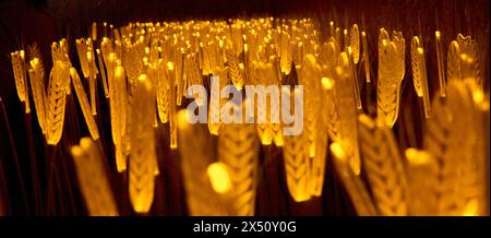 Coruña, Spanien; 12. Juni 2023; künstliche ländliche Landschaft im Biermuseum in Coruña. Roggenreifungshintergrund mit künstlichem Licht Stockfoto