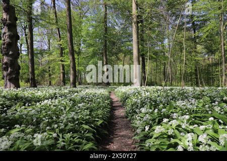 Weitwinkelansicht eines Teppichs aus wildem Knoblauch in Blüte, durch den ein schmaler kleiner Waldweg führt Stockfoto