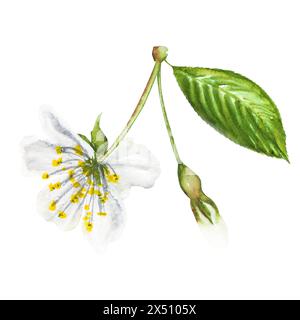 Aquarellillustration einer Kirschblume, blühende Kirsche, weiße Kirschblume auf einem Stiel. Handgezeichnete Kirschblüte. Stockfoto