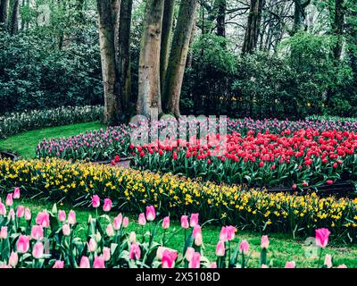 Aprilduschen fördern die Ankunft von blühenden Tulpen im Frühling. Stockfoto