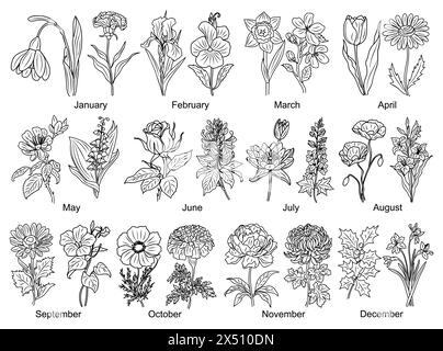 Satz von Geburtsmonat Blumen Strichgrafik Illustrationen. Stock Vektor