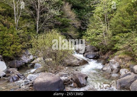 Ruhige Szene mit einem Bach, der durch Felsen fließt, umgeben von üppigem Grün und Bäumen Stockfoto