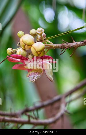 Nahaufnahme der Kanonenkugelblume im botanischen Garten Mahe Seychelles Stockfoto