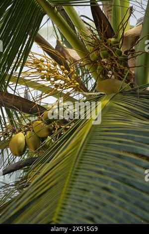 Großaufnahme von Kokospalmen, mit Nüssen, Mahe Seychellen Stockfoto