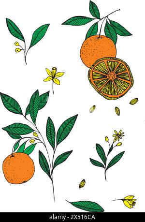 Set mit Orangen. Sammlung von Zitrusbaumzweigen. Vektorelemente auf weißem Hintergrund isoliert. Stock Vektor