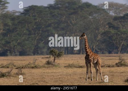 Rothschild's giraffa, Giraffa camelopardalis rothschildi, Giraffidae, Lake Nakuru National Park, Kenia, Afrika Stockfoto