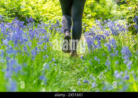 Kidderminster, Großbritannien. Mai 2024. Wetter in Großbritannien: Eine Wanderer genießt die schöne Sonne von Anfang Mai in der Bank Holiday mit einer vorsichtigen Zehenspitze durch die Wälder von Worcestershire. Quelle: Lee Hudson/Alamy Live News Stockfoto