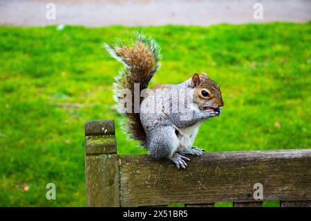 Ein Eichhörnchen sitzt auf einer Bank im St. James Park in London und schnappt sich an einem schönen Morgen eine Beere. Stockfoto