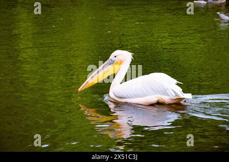 Ein großer weißer Pelikan schwimmt liebenswürdig im See von Saint James Park, Zentrum von London an einem wunderschönen Nachmittag. Stockfoto