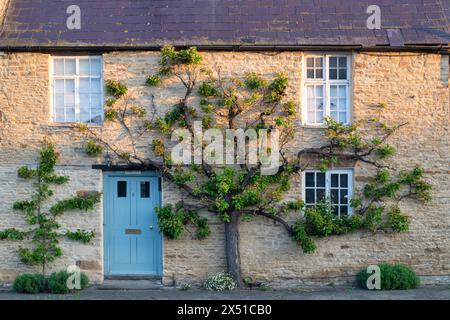 Espalier Apricot Tree im Frühling bei Sonnenaufgang auf einem Cottage in Aynho, Northhamptonshire, England Stockfoto