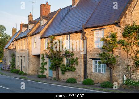 Espalier Apricot Tree im Frühling bei Sonnenaufgang auf einem Cottage in Aynho, Northhamptonshire, England Stockfoto