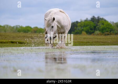 Großes weißes Pferd, das auf Wiesengras Trinkwasser aus einem Gießloch auf Canada Common am Rande des neuen Waldes mit niedrigem Winkel Kopierraum füttert Stockfoto