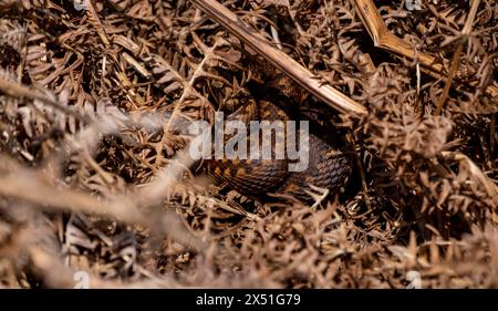 Ein Adder, der sich in der Mittagssonne auf einem Südufer im Herzen des New Forest Hampshire England, versteckt zwischen den braunen getrockneten Farnen, sonnt. Stockfoto