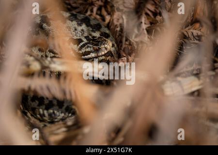 Ein Adder, der sich in der Mittagssonne auf einem Südufer im Herzen des New Forest Hampshire England, versteckt zwischen den braunen getrockneten Farnen, sonnt. Stockfoto