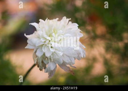 Wunderschöne weiße Chrysanthemenblume (Samanthi poo) mit Gartenhintergrund Stockfoto