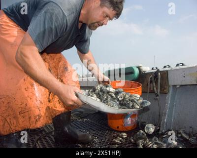 Quahoger (Muschelfischer) David Middleton bei der Arbeit beim Harken und Sortieren von Muscheln in der Narragansett Bay vor Rhode Island Stockfoto