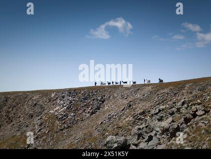 Eine Gruppe von Lama-Trekkern spaziert entlang eines Berges im Norden von New Mexico. Stockfoto