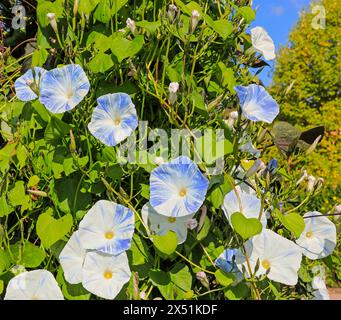 Die hellblauen und weißen Blüten von Ipomoea Tricolor „Blue Star“, Light Blue Morning Glory oder Convolvulus Tricolor, Devon, England, Großbritannien Stockfoto