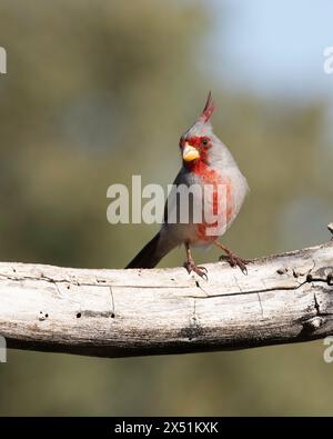 Weiblicher Nordkardinal in Arizona Stockfoto