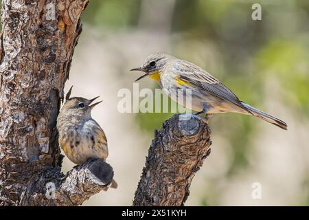 Weibliche Erwachsene Gelbrumpelschwanzer ernähren sich von Jungvögeln Stockfoto