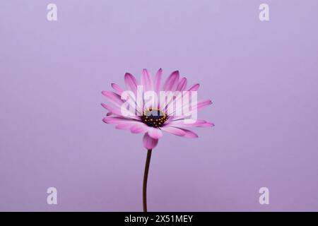 Afrikanisches Gänseblümchen-Osteospermum. Violette bunte Blume mit dunkelblauem Zentrum auf einem lilafarbenen Hintergrund Stockfoto