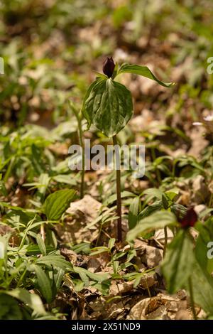 Rotwein Prärie Trillium Frühling Wildblumen Blühende Pflanze Stockfoto