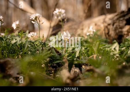 White Forelle Lily Spring Wildflower auf Illinois Forest Floor Stockfoto