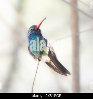 Männlicher Breitschnabel Kolibri, der auf einem kleinen Zweig sitzt Stockfoto