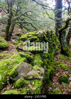 Ein kaputtes Moos bedecktes Trockenbauwerk, umgeben von alten Eichen in einem keltischen Regenwald im Eryri-Nationalpark, Wales Stockfoto
