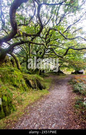 Verdrehte Äste walisischer Eichen, die über einem Fußweg im Nant Gwynant Pass im Eryri National Park in Wales hinausgehen Stockfoto