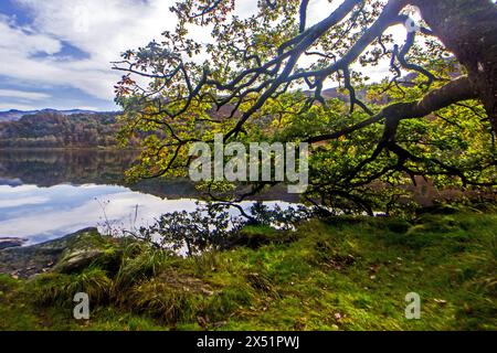 Eichenzweige, deren Blätter sich mit den Jahreszeiten ändern, überragen die ruhige Oberfläche des Bergsees Llyn Dinas in Eryri, Wales Stockfoto