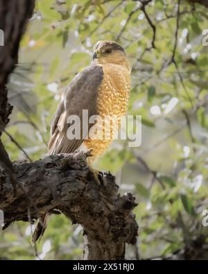 Ein Cooper's Falke, der mich von seinem Barsch aus im Auge behält Stockfoto