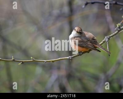 Weiblicher Fliegenfänger Mit Zinnrot Stockfoto