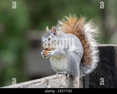 Dieses graue Eichhörnchen sah süß aus, als er seinen Preis an einem Zaun in Patagonien, Arizona, genoss Stockfoto
