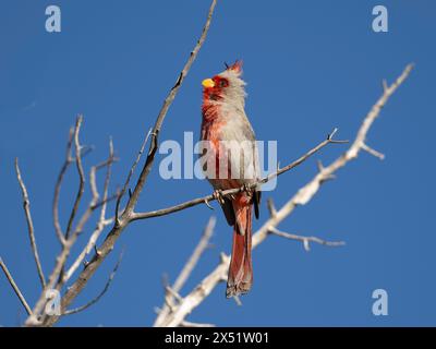 Weiblicher Nordkardinal in Arizona Stockfoto