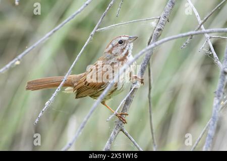 Ein Song Sparrow in Arizona Stockfoto