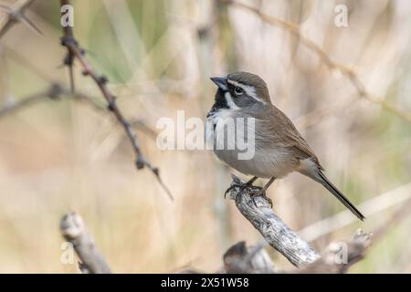 Schwarzkehlchen-Sparrow in Arizona Stockfoto
