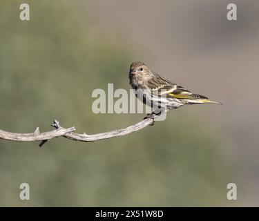 Ein Pine Siskin während der Migrationssaison in Arizona Stockfoto