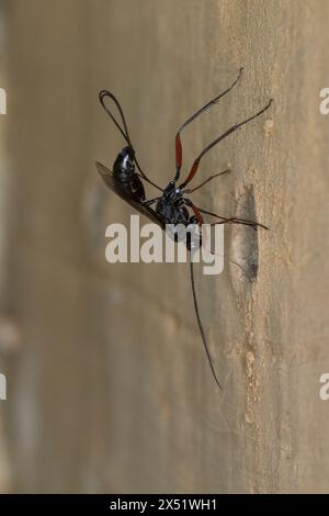 Schlupfwespe an Niströhre von Mauer-Lehmwespe (Ancistrocerus nigricornis), Weibchen sticht mit Legebohrer durch den Nestverschluss der Lehmwespe, Sten Stockfoto