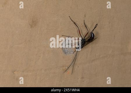 Schlupfwespe an Niströhre von Mauer-Lehmwespe (Ancistrocerus nigricornis), Weibchen sticht mit Legebohrer durch den Nestverschluss der Lehmwespe, Sten Stockfoto