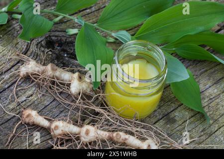 Salomonssiegel, Wurzelsalbe, Heilsalbe, Heilcreme, Creme, Salbe, Balsam, Wurzel, Wurzeln, Wurzelstock, Rhizom, Rhizome, Wurzelernte, Vielblütige Weißw Stockfoto