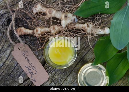 Salomonssiegel, Wurzelsalbe, Heilsalbe, Heilcreme, Creme, Salbe, Balsam, Wurzel, Wurzeln, Wurzelstock, Rhizom, Rhizome, Wurzelernte, Vielblütige Weißw Stockfoto