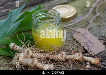 Salomonssiegel, Wurzelsalbe, Heilsalbe, Heilcreme, Creme, Salbe, Balsam, Wurzel, Wurzeln, Wurzelstock, Rhizom, Rhizome, Wurzelernte, Vielblütige Weißw Stockfoto