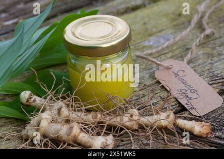 Salomonssiegel, Wurzelsalbe, Heilsalbe, Heilcreme, Creme, Salbe, Balsam, Wurzel, Wurzeln, Wurzelstock, Rhizom, Rhizome, Wurzelernte, Vielblütige Weißw Stockfoto