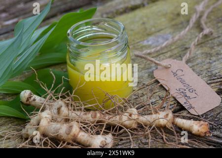 Salomonssiegel, Wurzelsalbe, Heilsalbe, Heilcreme, Creme, Salbe, Balsam, Wurzel, Wurzeln, Wurzelstock, Rhizom, Rhizome, Wurzelernte, Vielblütige Weißw Stockfoto