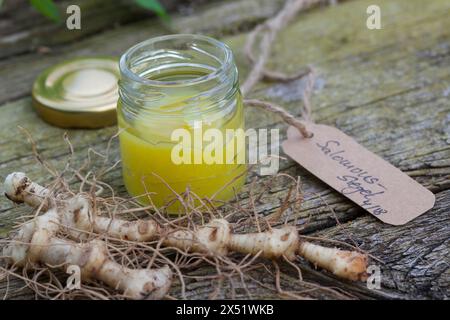 Salomonssiegel, Wurzelsalbe, Heilsalbe, Heilcreme, Creme, Salbe, Balsam, Wurzel, Wurzeln, Wurzelstock, Rhizom, Rhizome, Wurzelernte, Vielblütige Weißw Stockfoto